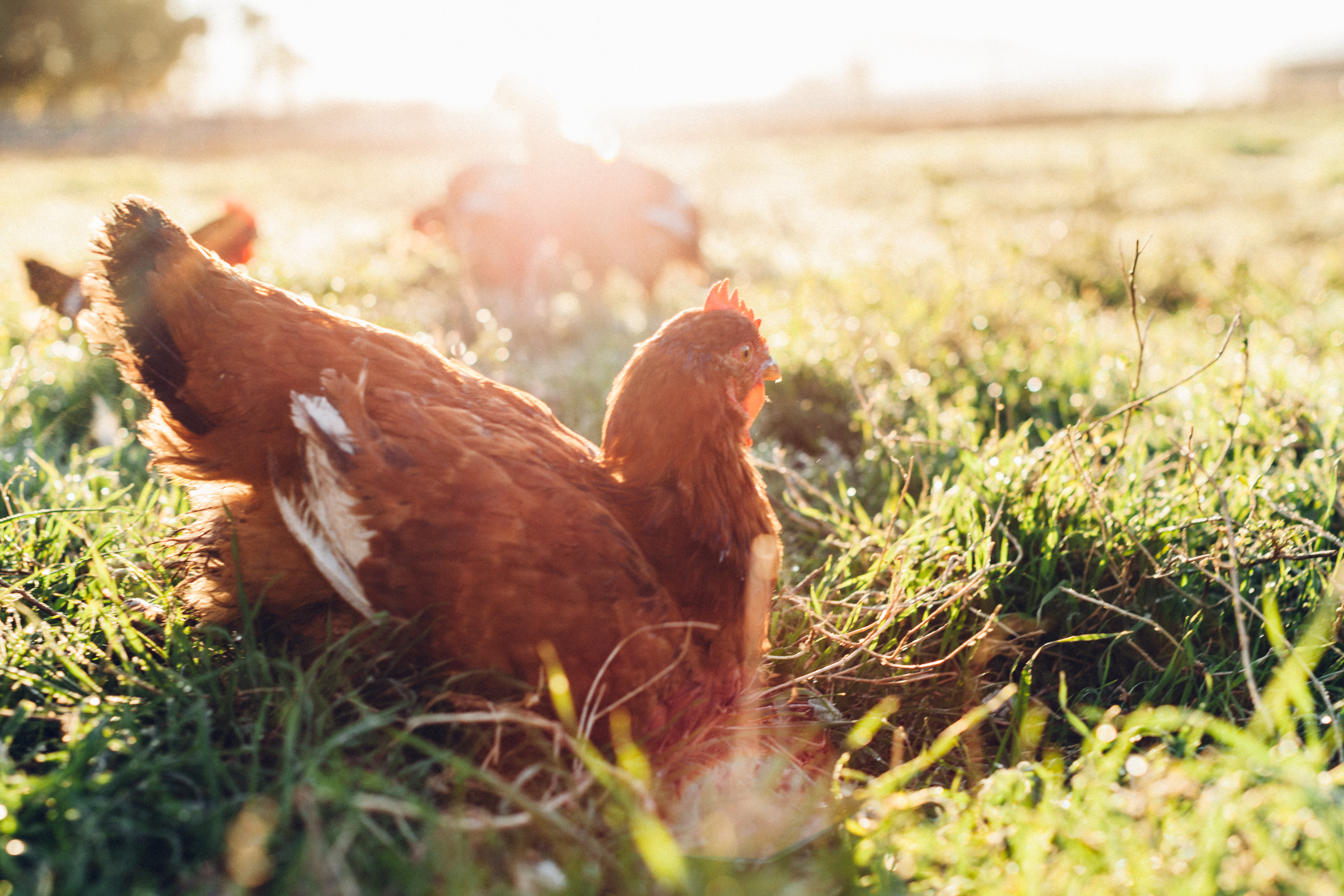 Pasturebird