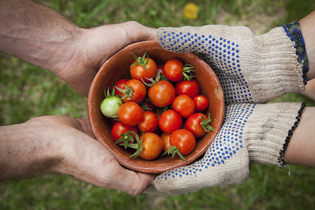 tomatoes