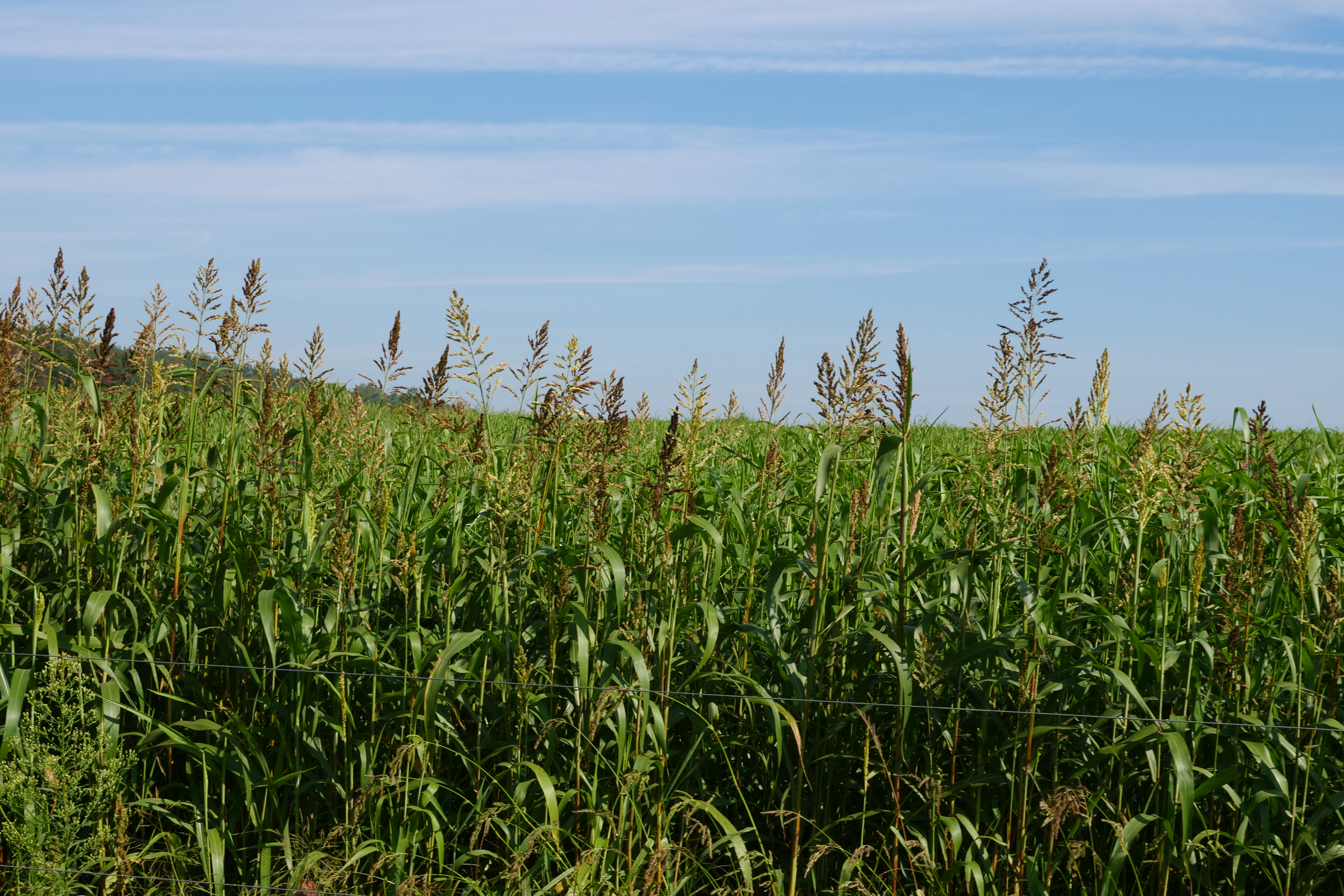 sudangrass