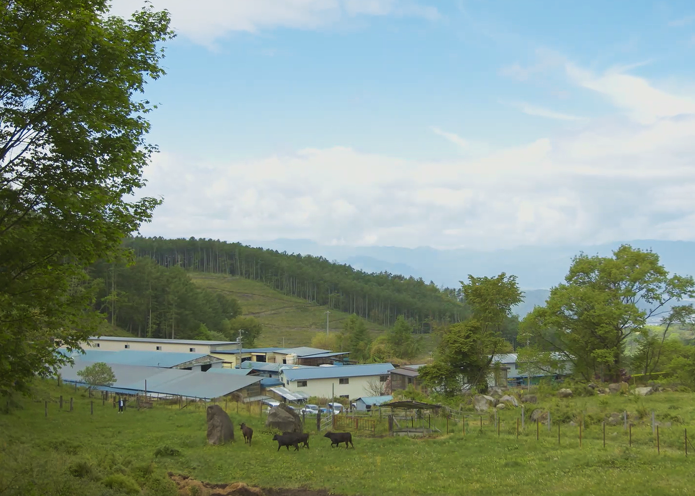 Introducing the Award-Winning Shinshu Wagyu: A Hidden Gem from Nagano Prefecture