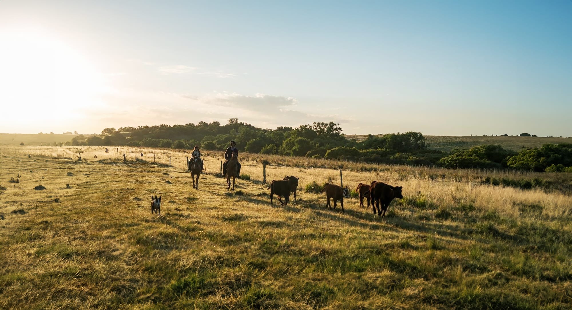 grass-fed cattle on pasture